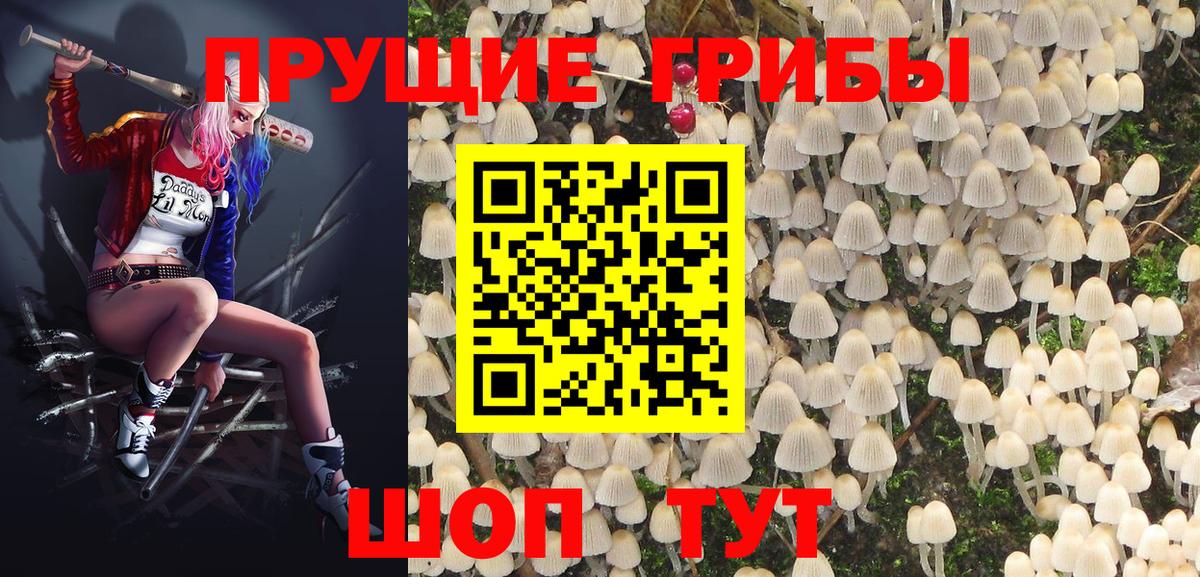 Псилоцибиновые грибы Psilocybine cubensis Кызыл